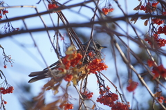 Turdus pilaris
