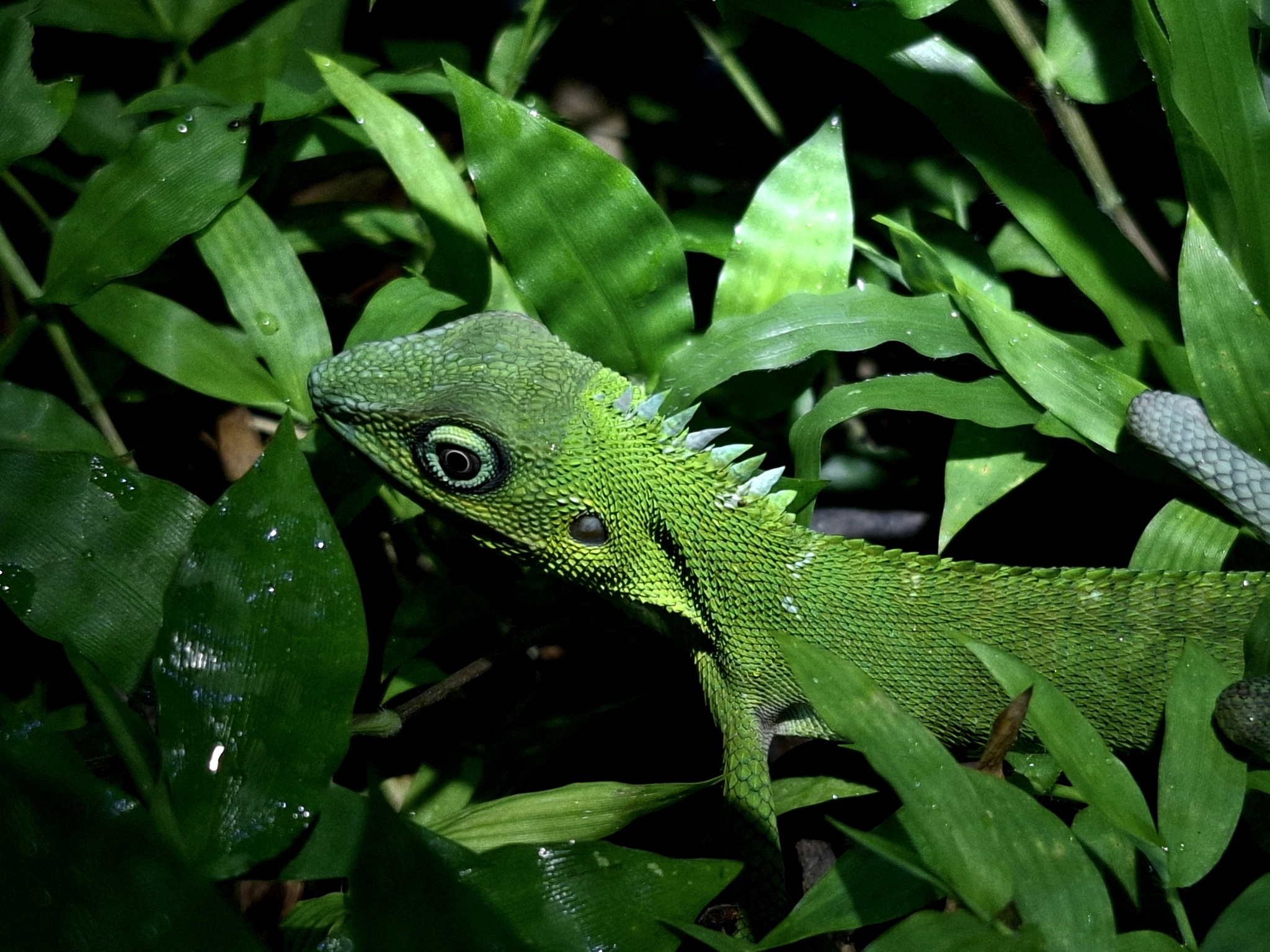 Sulawesi Bloodsucker photo 2
