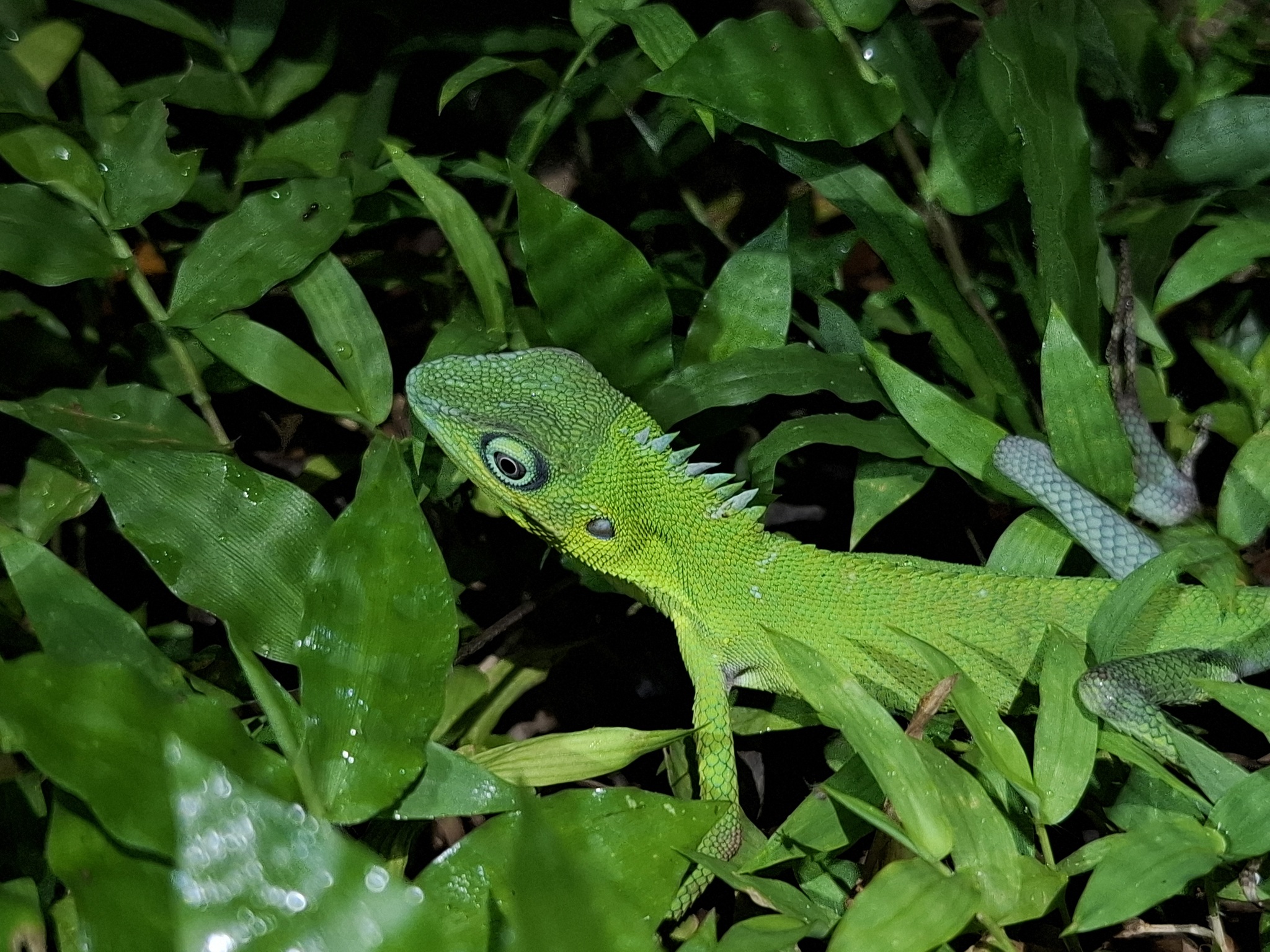 Sulawesi Bloodsucker photo 3