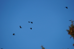Corvus corone