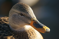 Anas platyrhynchos