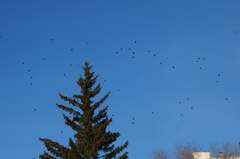 Corvus corone