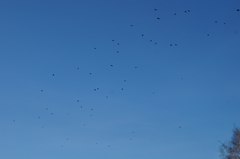 Corvus corone