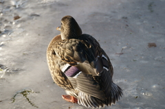 Anas platyrhynchos