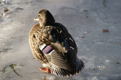 Anas platyrhynchos