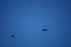 Corvus corone