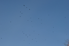 Corvus corone