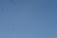 Corvus corone