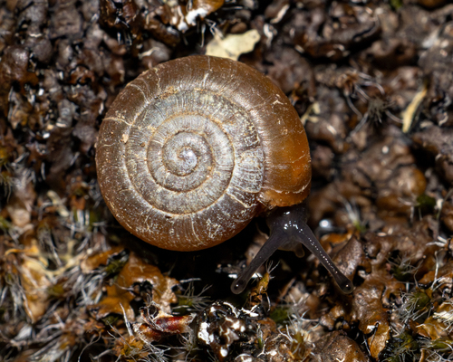 Gasullia gasulli