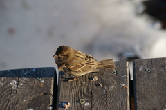 Passer domesticus