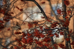 Bombycilla garrulus