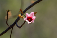 Brachychiton discolor