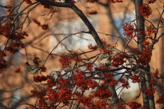 Bombycilla garrulus