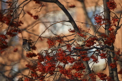 Bombycilla garrulus