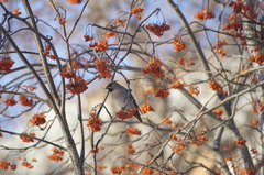 Bombycilla garrulus