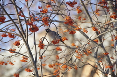 Bombycilla garrulus