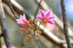 Brachychiton discolor