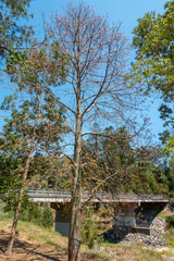 Brachychiton discolor