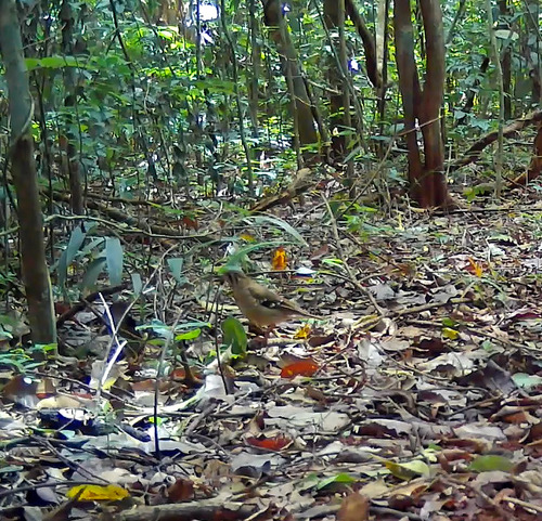 iNaturalist image
