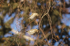 Acanthis flammea