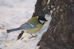 Parus major