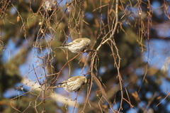 Acanthis flammea