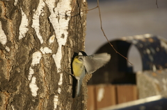 Parus major