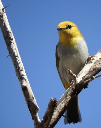 Yellow-spectacled Heleia (Heleia wallacei), photo 10