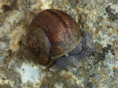 Helminthoglypta nickliniana ramentosa