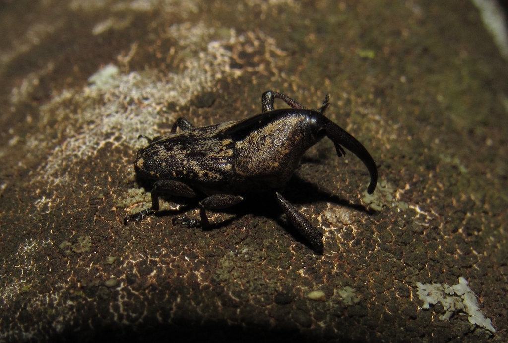 Paramadarus complexus
