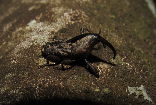 Paramadarus complexus