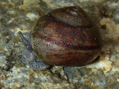 Helminthoglypta nickliniana ramentosa