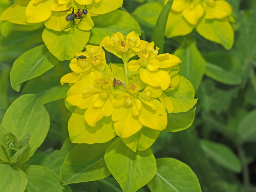Euphorbia gasparrinii