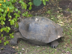 Chelonoidis niger chathamensis