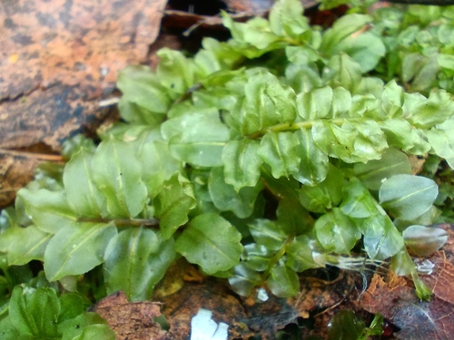alpine thyme-moss (Plagiomnium medium)