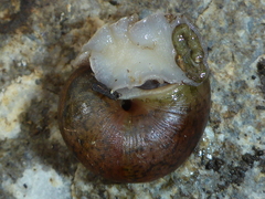 Helminthoglypta nickliniana ramentosa