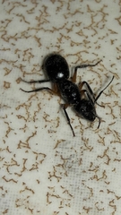 Camponotus renggeri