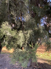Cupressus sempervirens