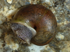 Helminthoglypta nickliniana ramentosa