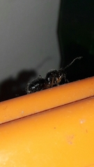 Camponotus renggeri