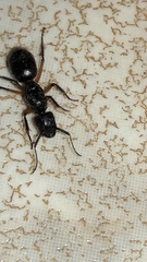 Camponotus renggeri