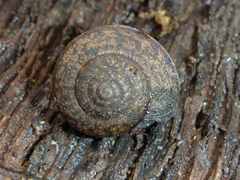 Helminthoglypta nickliniana ramentosa