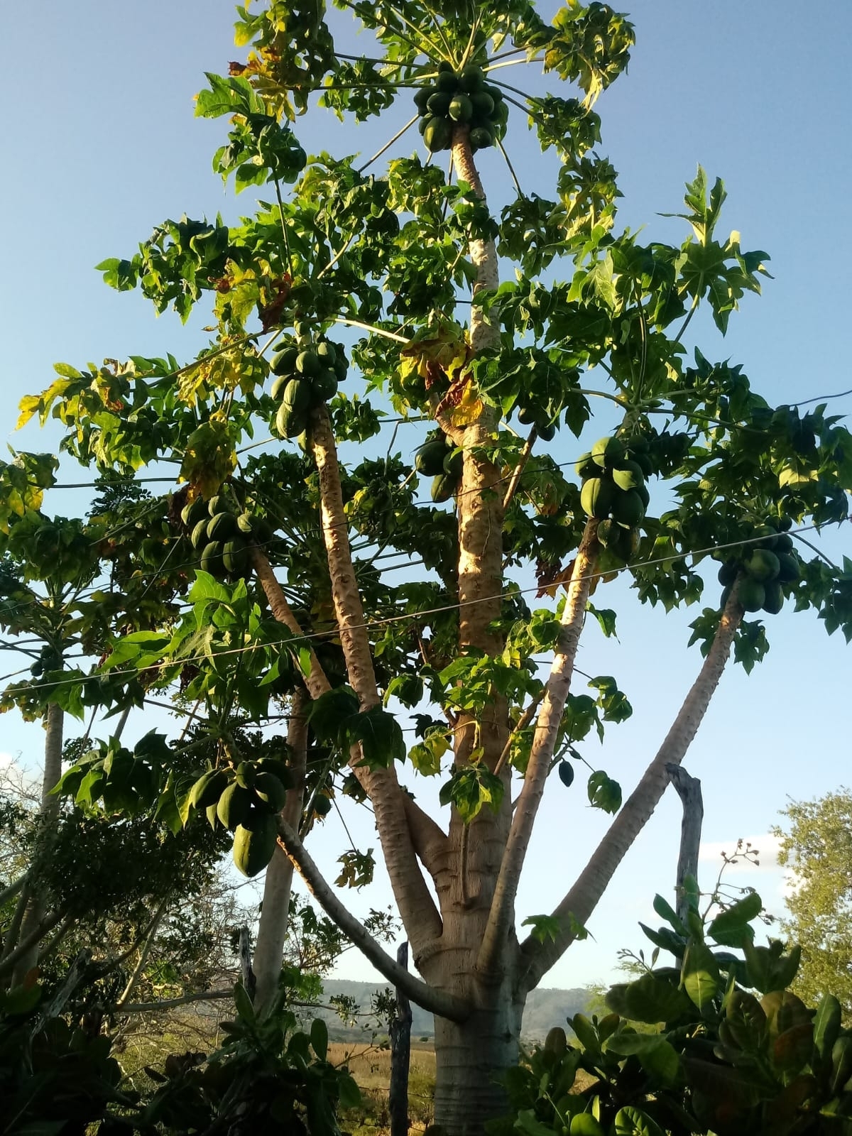 Carica papaya