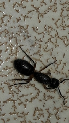 Camponotus renggeri