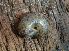 Helminthoglypta nickliniana ramentosa