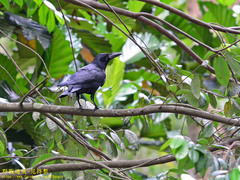 Corvus macrorhynchos culminatus