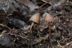 Psilocybe heimii
