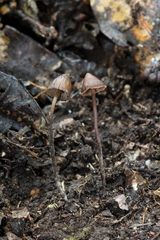 Psilocybe heimii