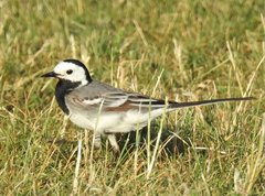 Motacilla alba