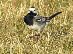Motacilla alba